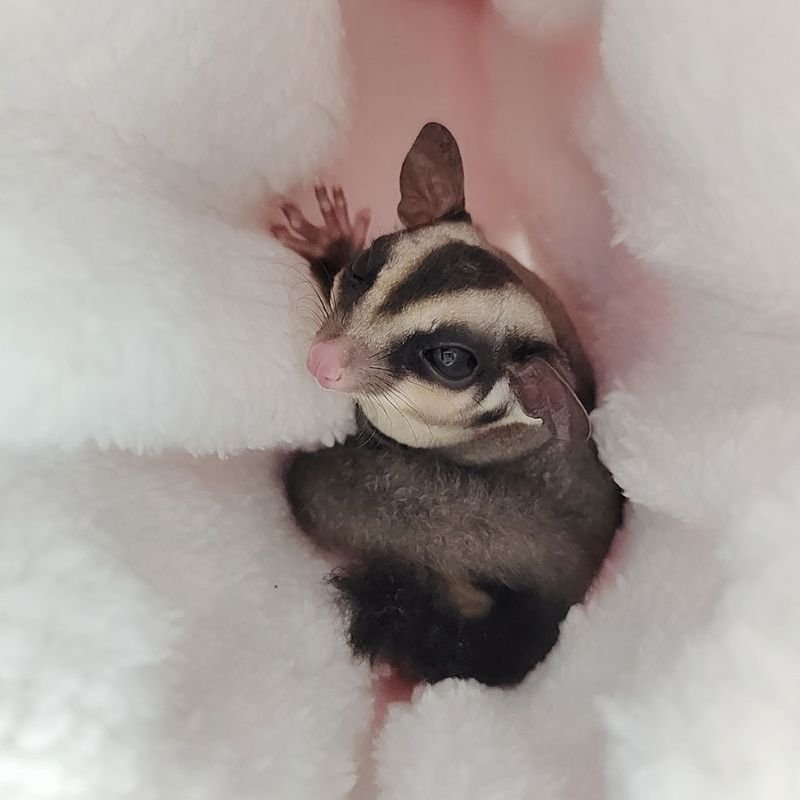 Hanging Plush Tunnel for Small Animals Hanging Plush Tunnel for Small Animals