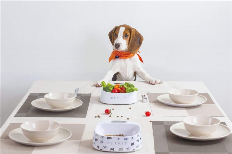 Smart Feeding Bowl for Dogs Smart Feeding Bowl for Dogs