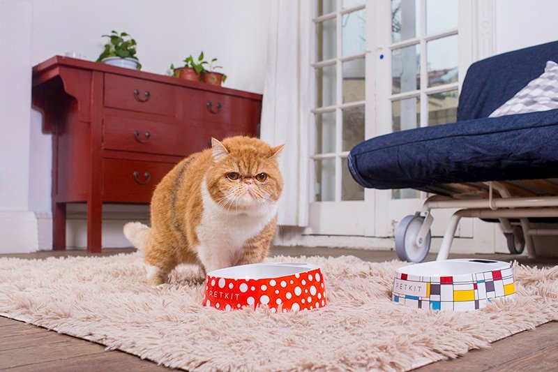 Smart Feeding Bowl for Dogs Smart Feeding Bowl for Dogs