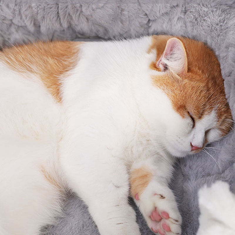 Soft Plush Bed House Soft Plush Bed House
